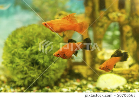 Tropical colorful fishes swimming in aquarium with plants. fish in freshwater aquarium with green 50706565