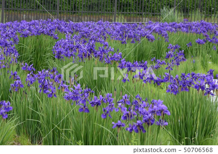 鳶尾花 鳶尾花 50706568