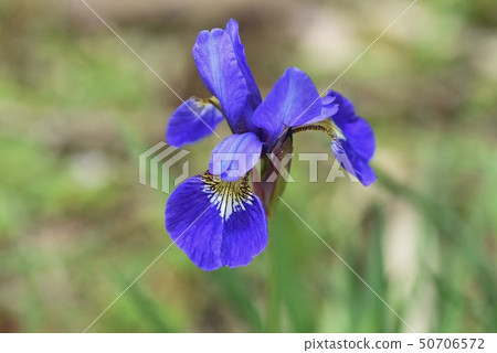 Iris 50706572