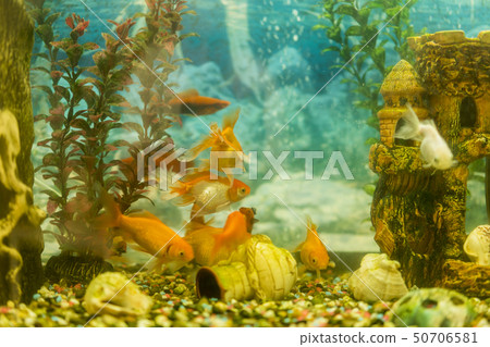 Multicolored fish in the aquarium. Goldfish in freshwater aquarium with green beautiful planted Multicolored fish in the aquarium. Goldfish in freshwater aquarium with green beautiful planted 50706581