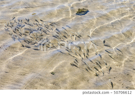 shoal of fish in shallow water. Flock of fish fry in shallow water. Nature background. The shadows 50706612