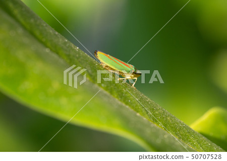 Rhododendron leafhopper, Graphocephala fennahi 50707528