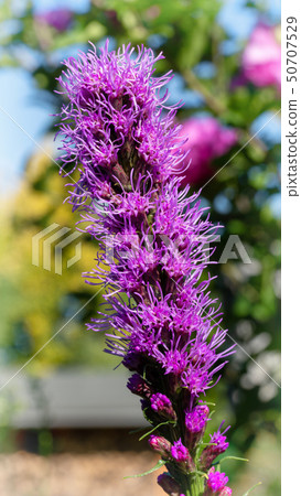 Prairie gay feather, Liatris spicata 50707529