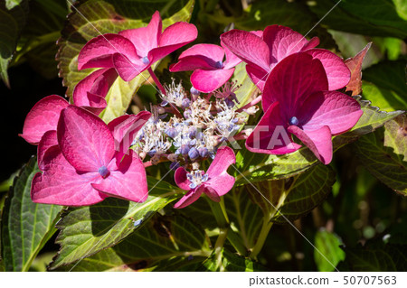 Penny mac, Hydrangea macrophylla 50707563