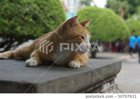 Gil Cats Gil Cats 50707631