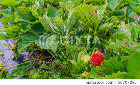 green shrub with red strawberry on strawberry plantation green shrub with red strawberry on strawberry plantation 50707856