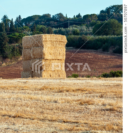 Morning summer country landscape. Morning summer country landscape. 50707897