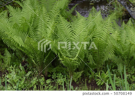 Kusasotetsu（Kokomi） 50708149