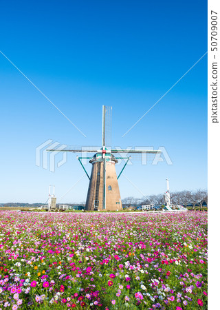 Kosmos in full bloom, windmills and blue sky (Sakura city, Chiba Prefecture Sakura Hometown Square) October 2018 50709007