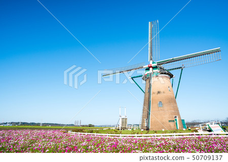 Sakura Hometown open space Cosmos and windmill in full bloom (Sakura City, Chiba Prefecture) October 2018 50709137