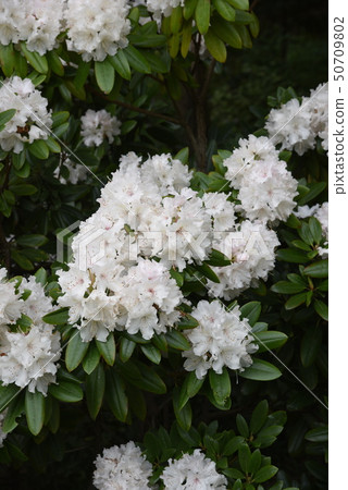 白杜鵑 50709802