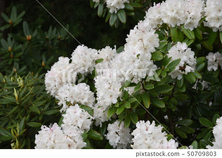 白杜鵑 50709803