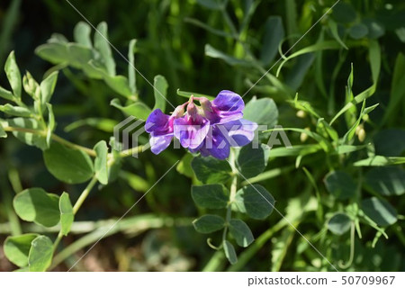 Flower of flowers 50709967