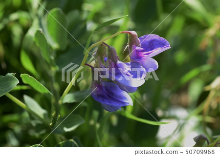 Flower of flowers Flower of flowers 50709968