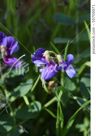 Flower of flowers 50709971