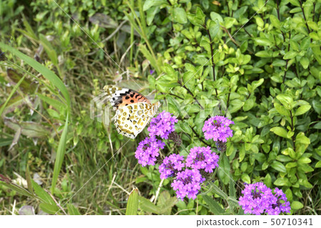 Flower and butterfly Flower and butterfly 50710341