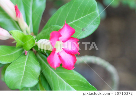 The pink azalea is blooming in the garden with 50710372