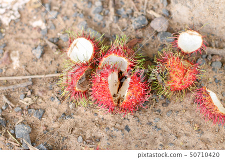 The bark of the rambutan was left as fresh waste. The bark of the rambutan was left as fresh waste. 50710420