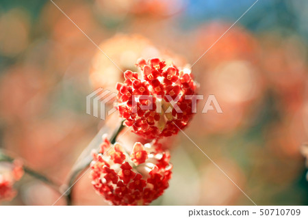 Mitsumata 01 Mitsumata 01 50710709