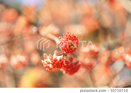 Mitsumata 02 Mitsumata 02 50710710