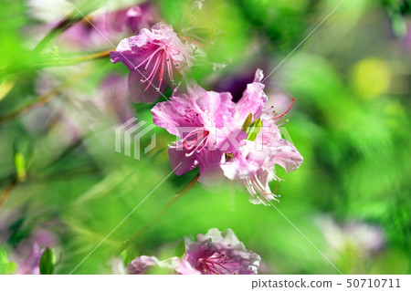 Genkai Azalea 01 Genkai Azalea 01 50710711