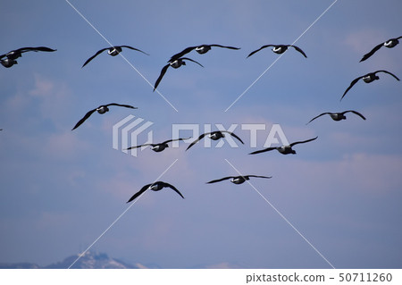 The back view of a red-tailed fly flying in the Tsugaru Strait The back view of a red-tailed fly flying in the Tsugaru Strait 50711260