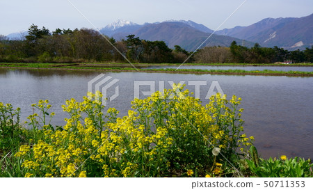 Paddy fields and southern alps before rice planting 50711353