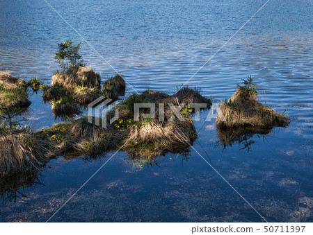 Spruces and marigolds in the mountain lake Spruces and marigolds in the mountain lake 50711397