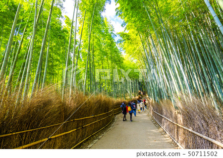 Bamboo grove in Arashiyama, Kyoto 50711502