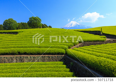 茶園(初夏) 茶園(初夏) 50711718