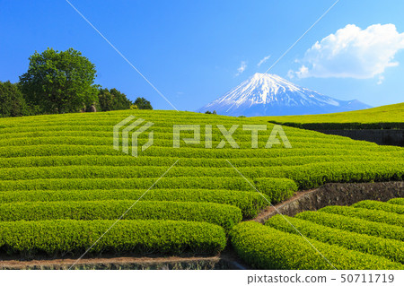 茶園(初夏) 茶園(初夏) 50711719