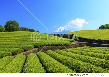 Tea plantation (early summer) 50711722