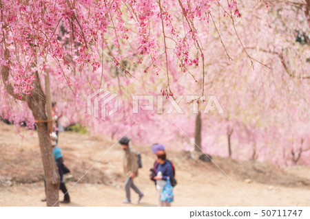 春天櫻花和花訪客旅游春天高見沒有佐藤奈良縣2019年4月 50711747