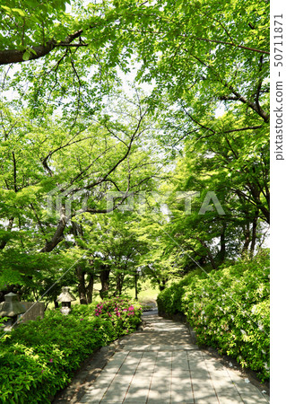 Fresh green of Aqing castle ruins park (Aichi Prefecture) 50711871