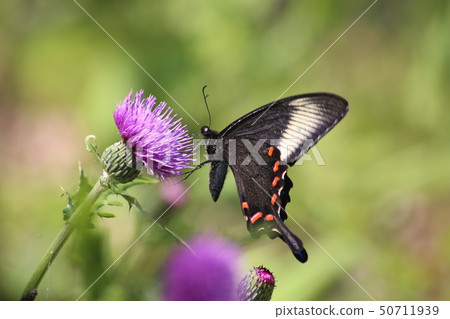 Callus Swallowtail Callus Swallowtail 50711939