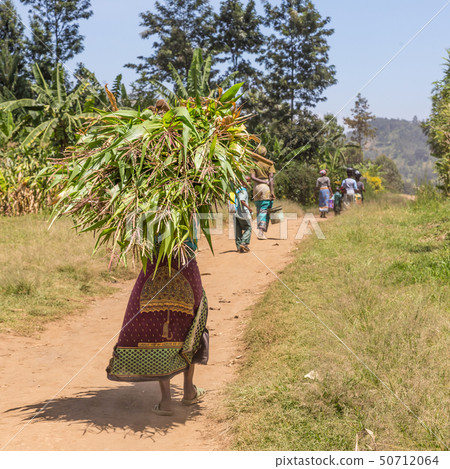 Rural black african woman carries a bundle of harvested sugar cane on her head. 50712064