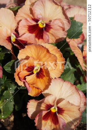 Pansy Pansy 50712112