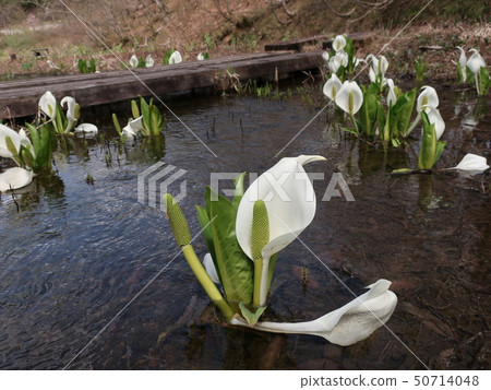 Early spring Takihara wetland 50714048