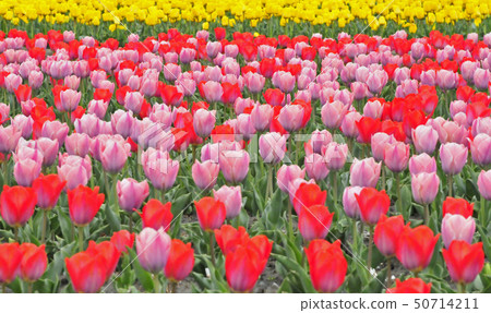 Tulip field 50714211