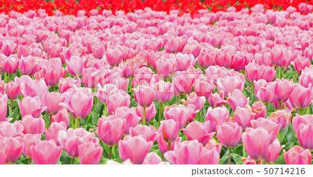 Tulip field Tulip field 50714216