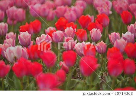 Tulip field 50714368