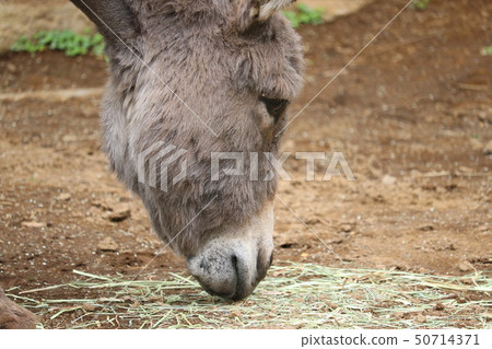 Donkey 50714371