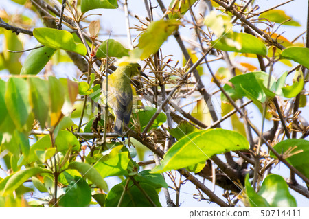 Bird (Nectariniidae) On Branches Of Bushes. Bird (Nectariniidae) On Branches Of Bushes. 50714411