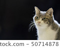 Hybrid house cat black back left 50714878
