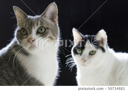 Cat black back 2 50714881