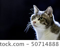Crossbred cat black back facing left 50714888