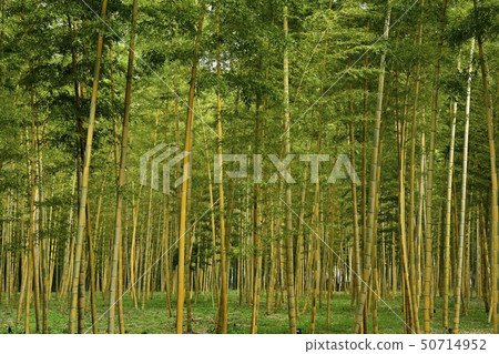 若竹之森，金美毛竹竹林 50714952