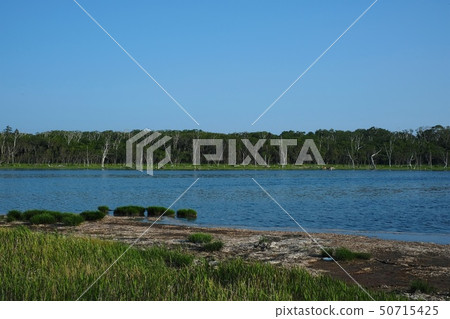 [北海道]納拉瓦拉（Notsuke半島）的原始森林 50715425