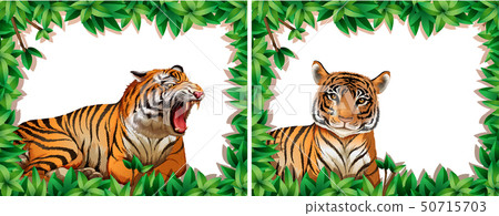 Tigers in nature frame 50715703