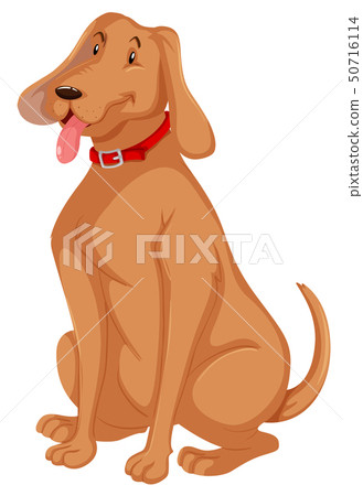 A dog on white background A dog on white background 50716114